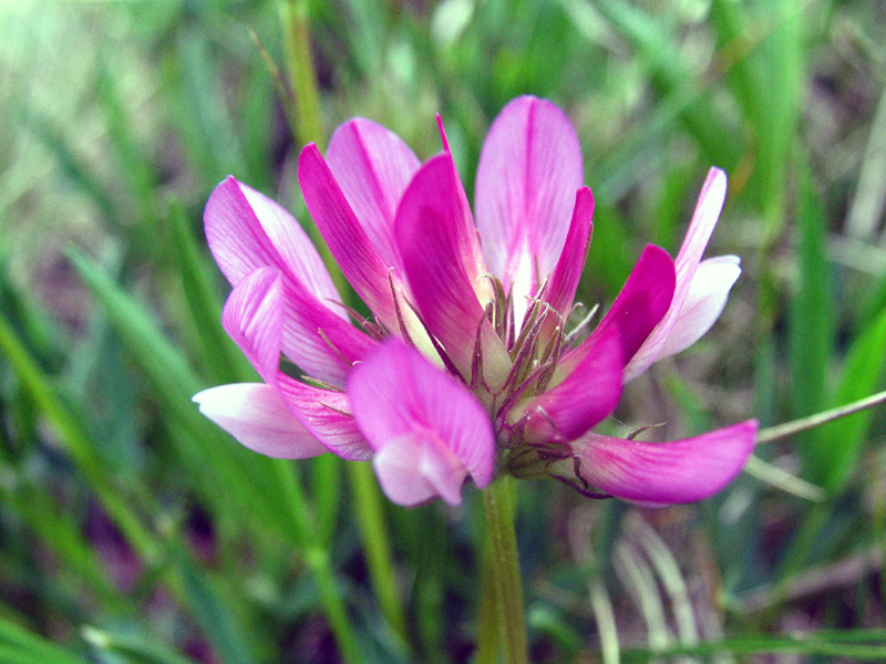 Trifolium alpinum / Trifoglio alpino